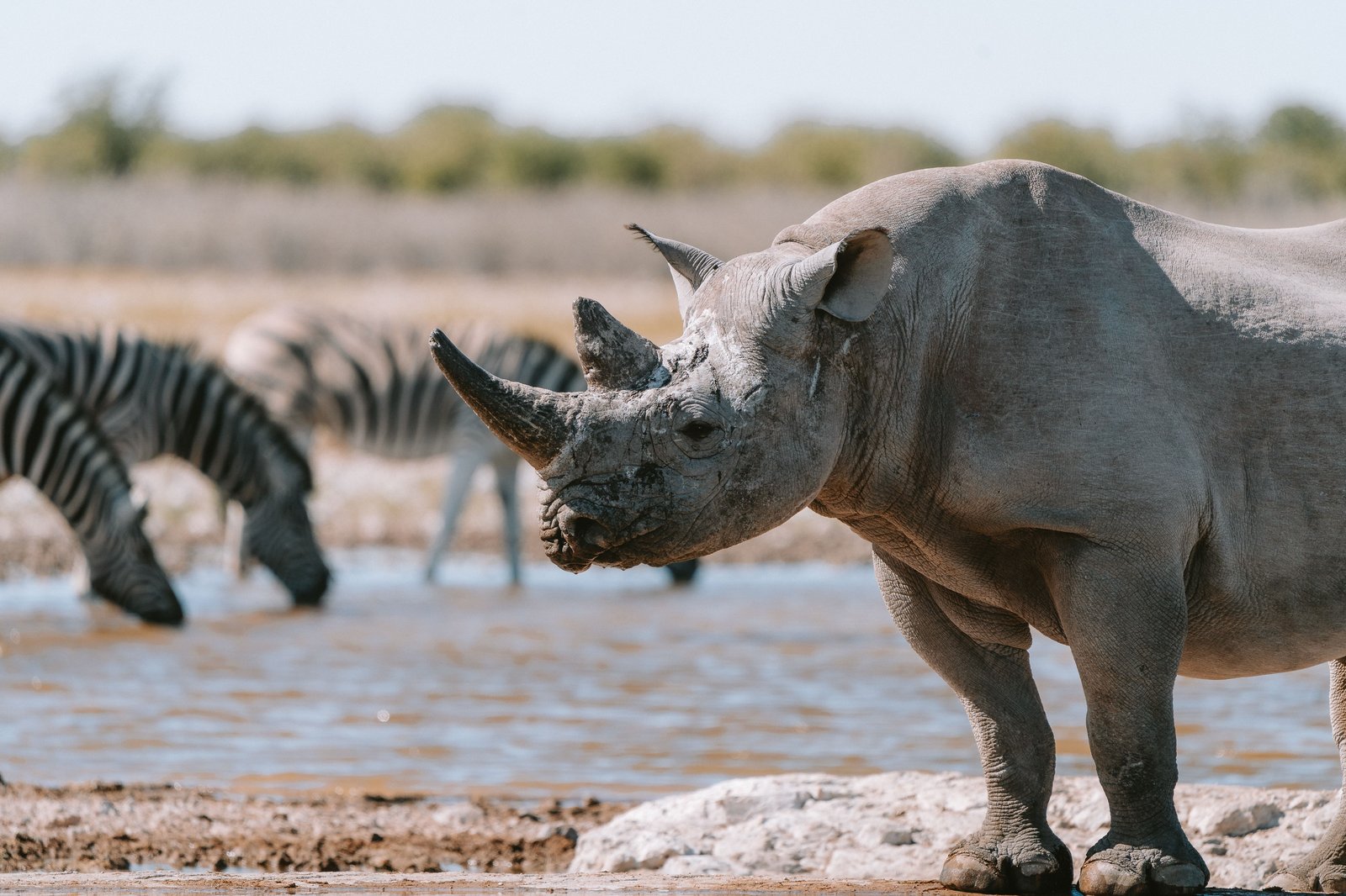 Spitzmaulnashorn - eine der seltensten Arten dieser Erde