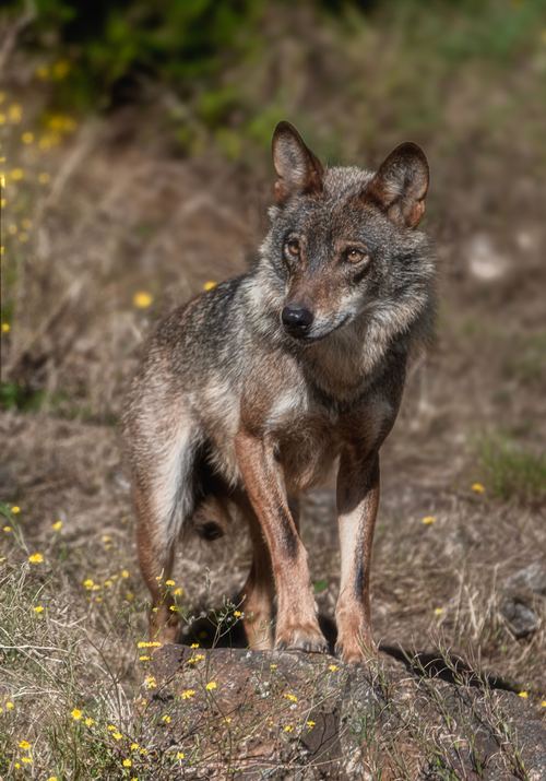 Iberischer Wolf