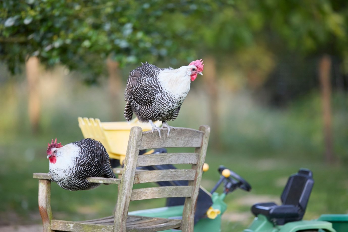 Zwei gesprenkelte Hühner auf einem alten Holzstuhl im Garten
