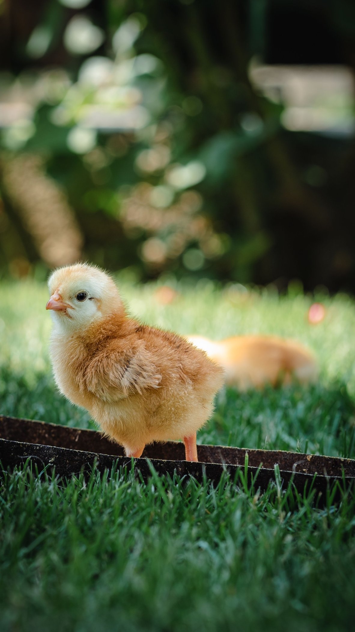 Flauschiges gelbes Küken auf einer Wiese