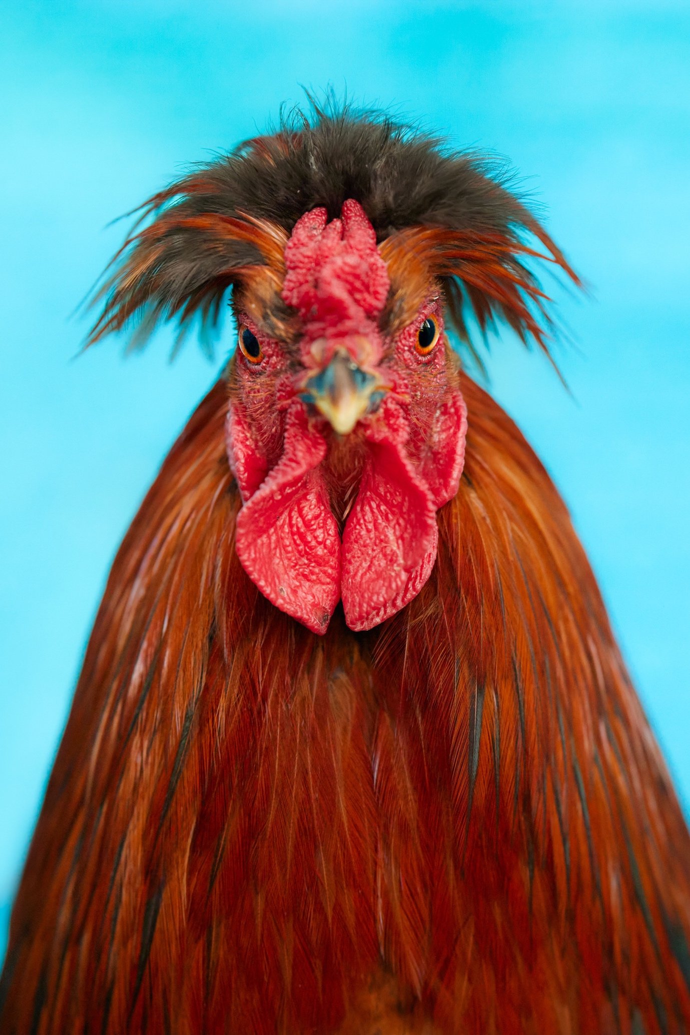 Ich wollt, ich wär ein Huhn … nein, das wollt ich wirklich nicht.