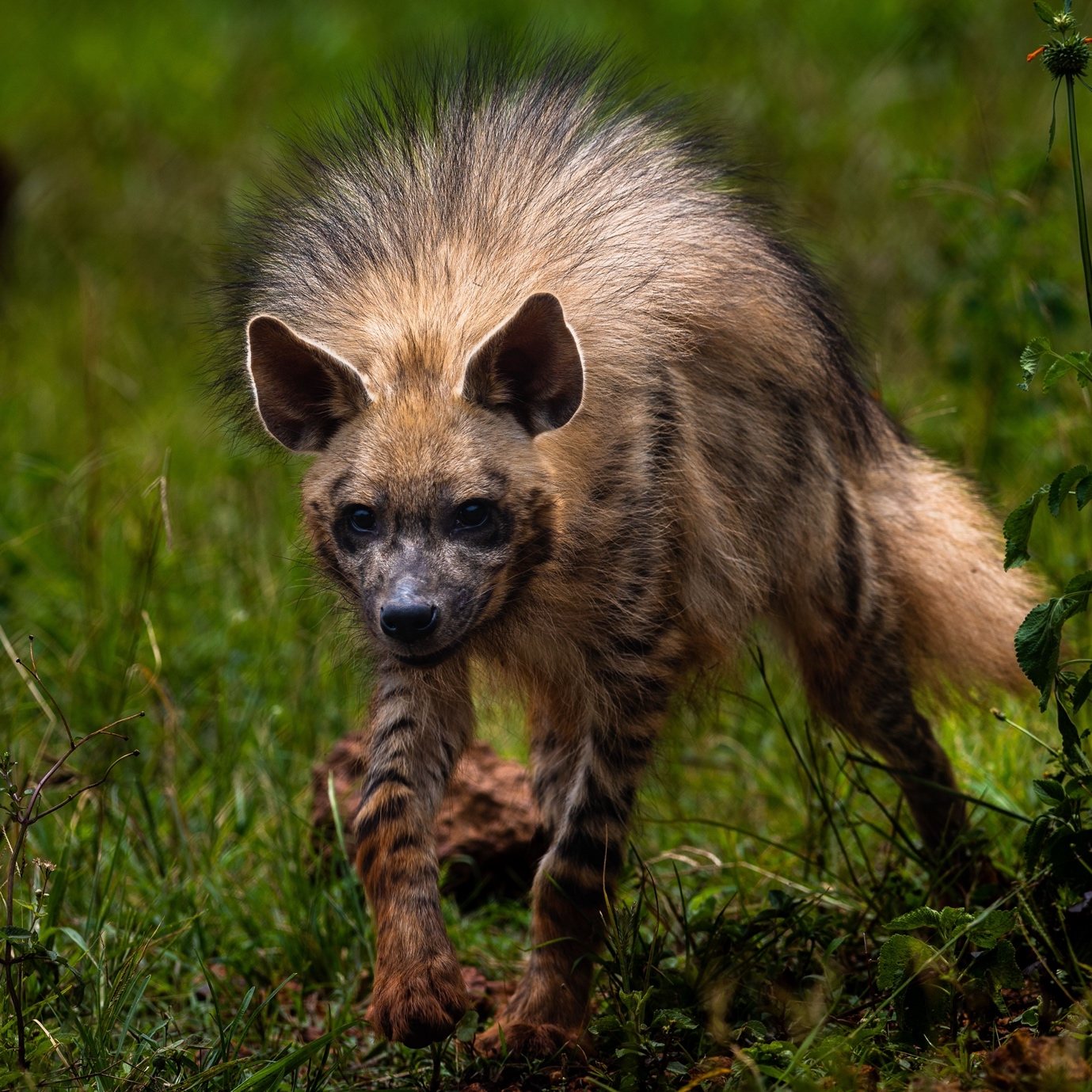 Erdwolf mit gesträubter Rückenmähne im Gras