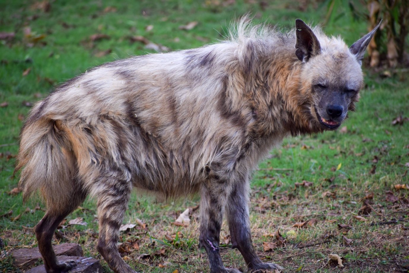 Streifenhyäne mit gesträubtem Rückenfell auf einer Wiese