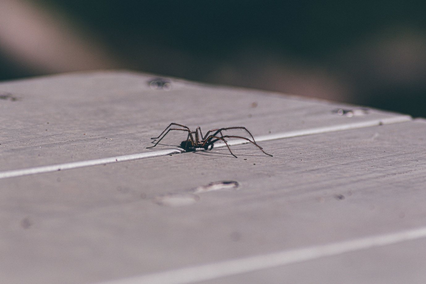 Große Hauswinkelspinne auf einem Holzbrett
