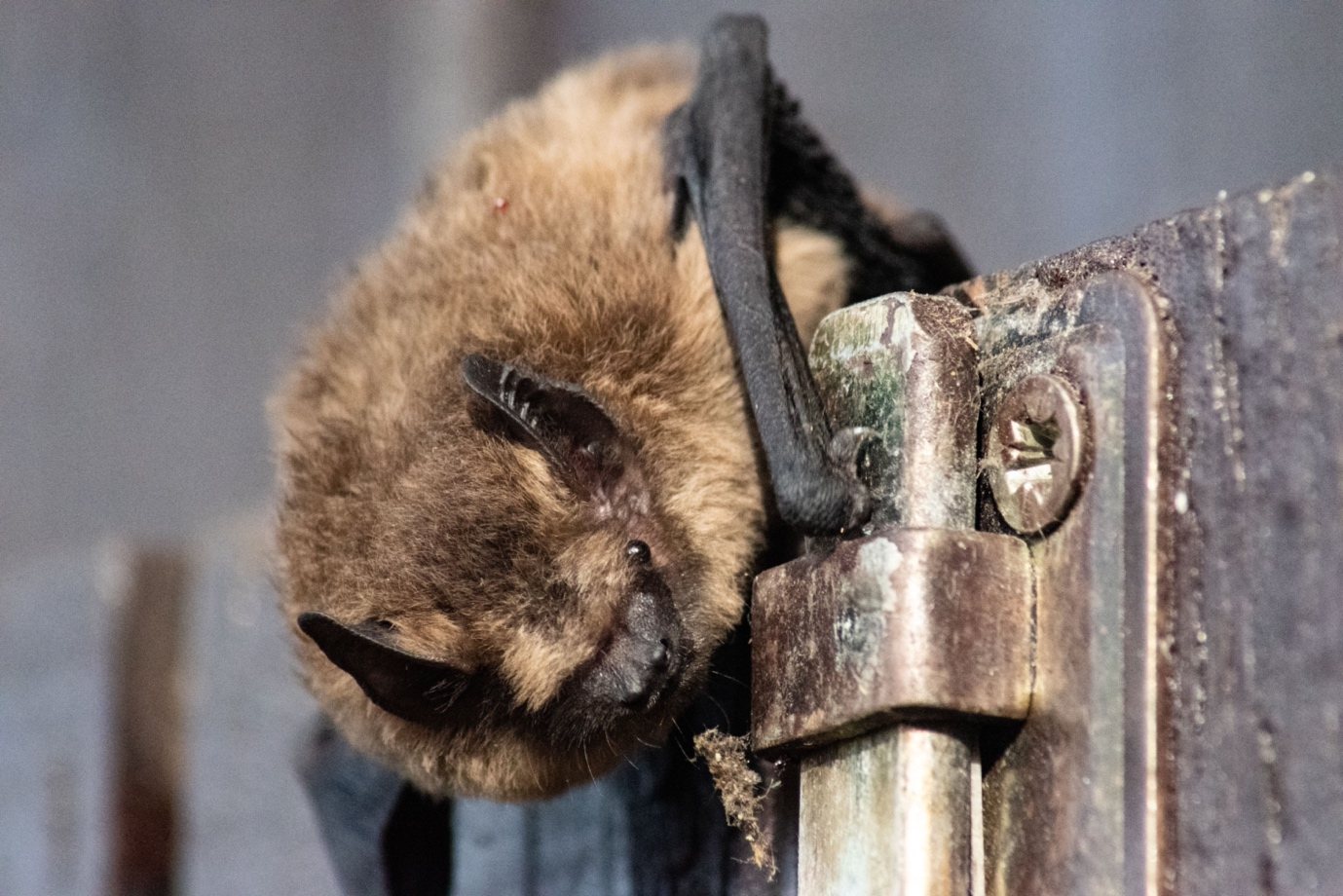 Zwergfledermaus hängt an einem Fensterbeschlag